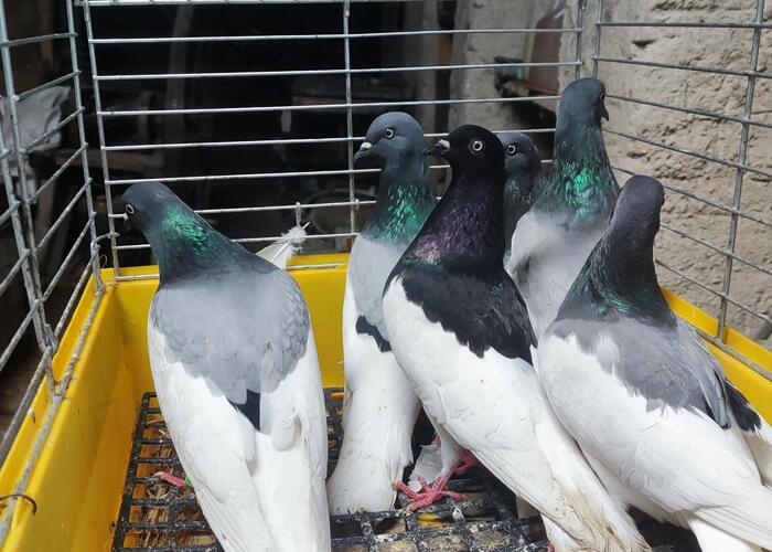 Grajewo ogłoszenia: Sprzedam gołębie widoczne na zdjęciach. Kontakt tylko...